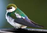 Violet-green Swallow - Bird Species | Frinvelis jishebi | ფრინველის ჯიშები
