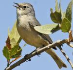 Lucy's Warbler - Bird Species | Frinvelis jishebi | ფრინველის ჯიშები