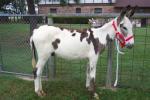 Standard Donkey - donkeys breeds | viris jishebi | ვირის ჯიშები