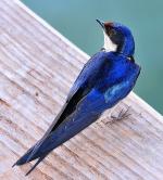 Black Swift - Bird Species | Frinvelis jishebi | ფრინველის ჯიშები