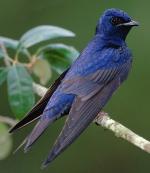 Purple Martin - Bird Species | Frinvelis jishebi | ფრინველის ჯიშები
