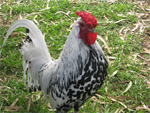 Hamburg - chicken breeds List | qatmis jishebi | ქათმის ჯიშები