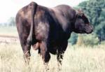 Angus Hybrids - COW BREEDS | DZROXIS JISHEBI | ძროხის ჯიშები