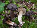 Lactarius fallax - fungi species list A Z
