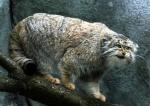 Pallas's Cat - wild cats - lynx | ფოცხვერი | focxveri