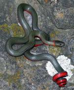 Diadophis punctatus vandenburgii - Monterey Ring-necked Snake - snake species list a - z | gveli | გველი 