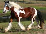American Drum Horse - Horse Breeds | ცხენის ჯიშები| cxenis jishebi