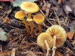 Conocybe filaris - Fungi Species