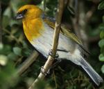 Palila - Bird Species | Frinvelis jishebi | ფრინველის ჯიშები