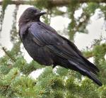 American Crow - Bird Species | Frinvelis jishebi | ფრინველის ჯიშები