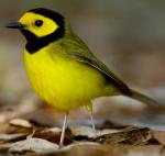 Hooded Warbler - Bird Species | Frinvelis jishebi | ფრინველის ჯიშები