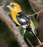 Yellow Grosbeak - Bird Species | Frinvelis jishebi | ფრინველის ჯიშები