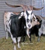 Spanish Goat | Goat | Goat Breeds