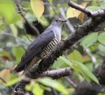 Oriental Cuckoo - Bird Species | Frinvelis jishebi | ფრინველის ჯიშები
