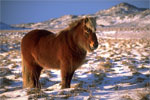 Icelandic | Horse | Horse Breeds