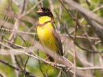 Yellow-breasted Bunting - Bird Species | Frinvelis jishebi | ფრინველის ჯიშები