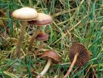 Psilocybe subviscida - fungi species list A Z