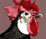 White-Faced Black Spanish - chicken breeds List | qatmis jishebi | ქათმის ჯიშები