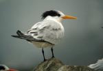 Black Storm-Petrel - Bird Species | Frinvelis jishebi | ფრინველის ჯიშები