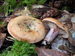Lactarius rubrilacteus - Fungi Species