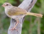 Olive Sparrow - Bird Species | Frinvelis jishebi | ფრინველის ჯიშები