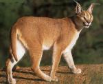 Caracal - wild cats - lynx | ფოცხვერი | focxveri 