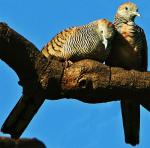 Zebra Dove - Bird Species | Frinvelis jishebi | ფრინველის ჯიშები