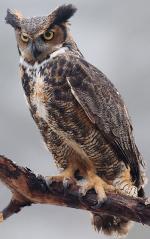 Great Horned Owl - Bird Species | Frinvelis jishebi | ფრინველის ჯიშები
