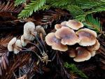 Gymnopus brassicolens - Fungi Species