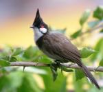 Red-whiskered Bulbul - Bird Species | Frinvelis jishebi | ფრინველის ჯიშები