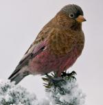 Brown-capped Rosy-Finch - Bird Species | Frinvelis jishebi | ფრინველის ჯიშები