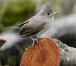 Oak Titmouse - Bird Species | Frinvelis jishebi | ფრინველის ჯიშები