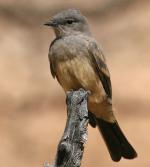 Say's Phoebe - Bird Species | Frinvelis jishebi | ფრინველის ჯიშები