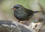 	 Gray Bunting - Bird Species | Frinvelis jishebi | ფრინველის ჯიშები