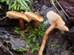 Clitopilus nitellinus - Mushroom Species