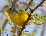 Nashville Warbler - Bird Species | Frinvelis jishebi | ფრინველის ჯიშები