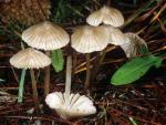 Mycena capillaripes - fungi species list A Z
