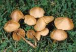 Conocybe tenera - fungi species list A Z