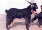 Chappar Goat - Goats Breeds | txis jishebi | თხის ჯიშები