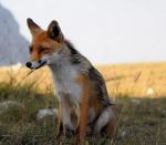 Pampas Fox - fox species 