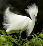 Snowy Egret - Bird Species | Frinvelis jishebi | ფრინველის ჯიშები