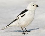 Snow Bunting - Bird Species | Frinvelis jishebi | ფრინველის ჯიშები
