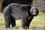 Asiatic black bears - bears species | datvis jishebi | დათვის ჯიშები