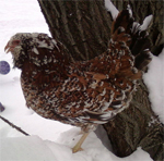 Russian Orloff | Chicken | Chicken Breeds