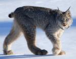 Canadian Lynx - wild cats - lynx | ფოცხვერი | focxveri