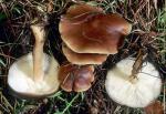 Collybia badiialba: Rhodocollybia badiialba - fungi species list A Z