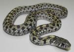 CHECKERED GARTERSNAKE <br /> Thamnophis marcianus - snake species list a - z | gveli | გველი 