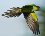 Black-hooded Parakeet - Bird Species | Frinvelis jishebi | ფრინველის ჯიშები