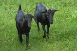 Black Bengal Goat - Goats Breeds | txis jishebi | თხის ჯიშები