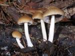 Psathyrella candolleana - Mushroom Species